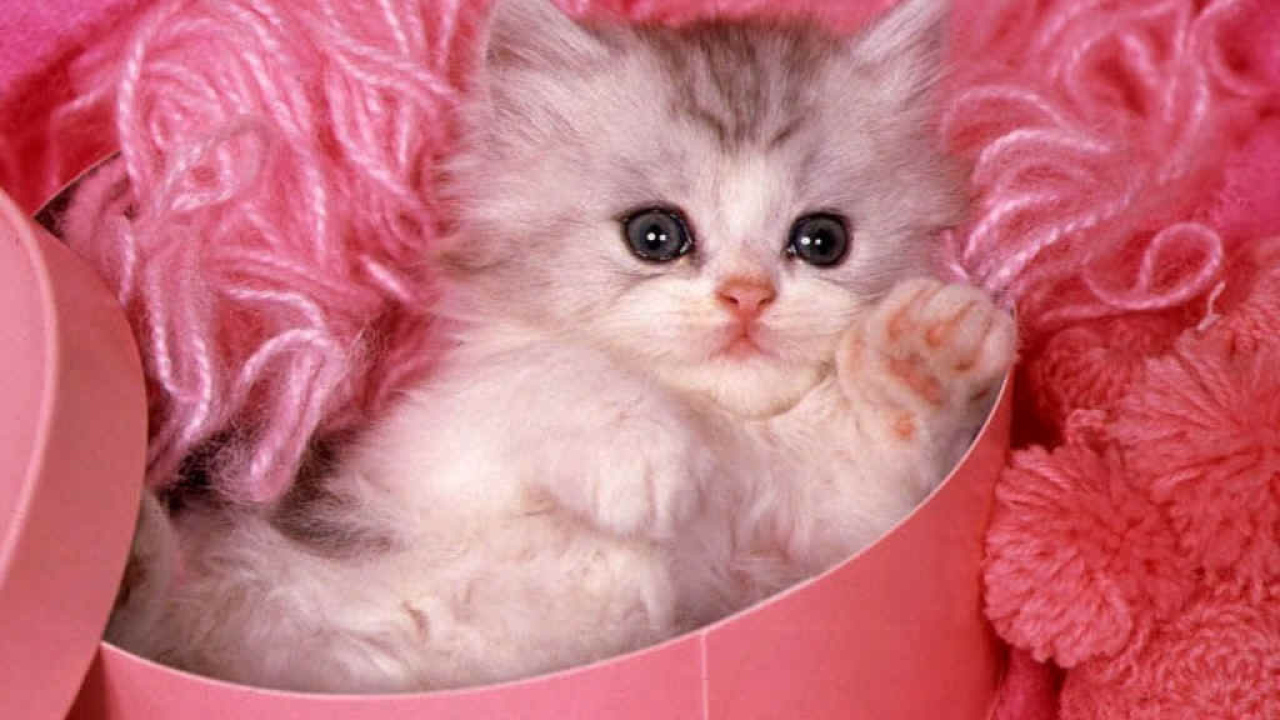 Котёнок в розовом