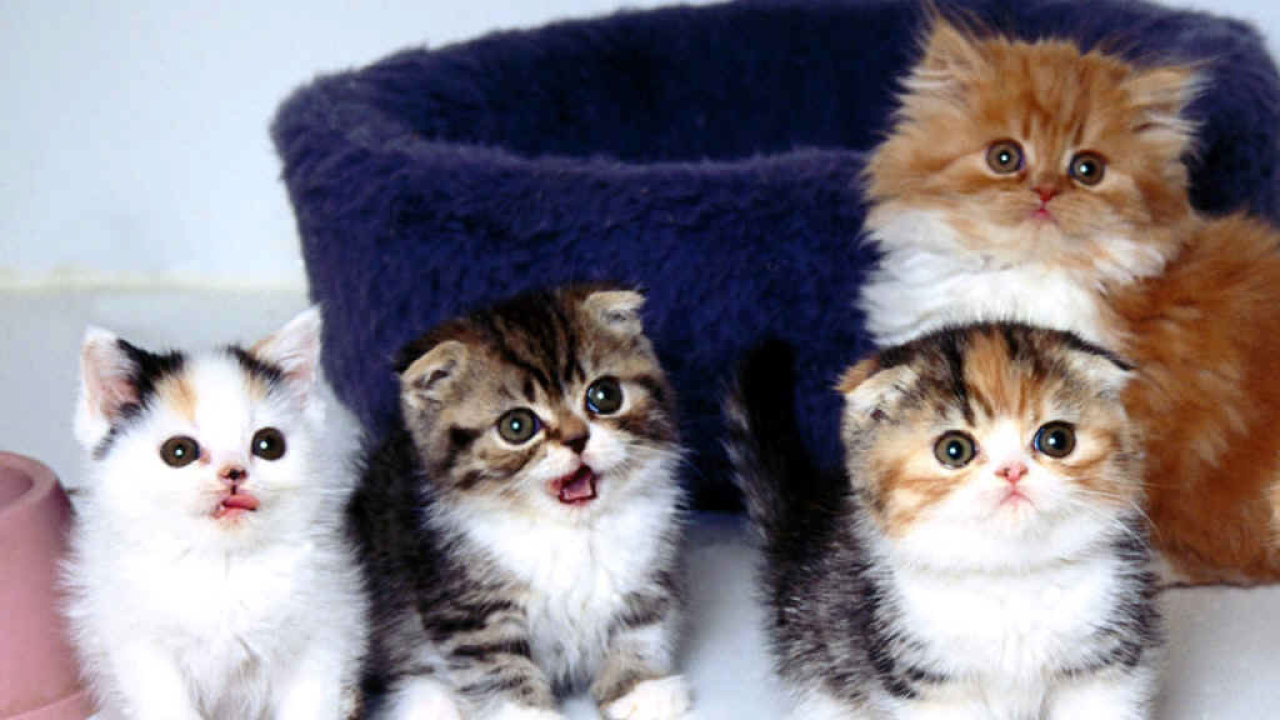 Маленькие разноцветные котята