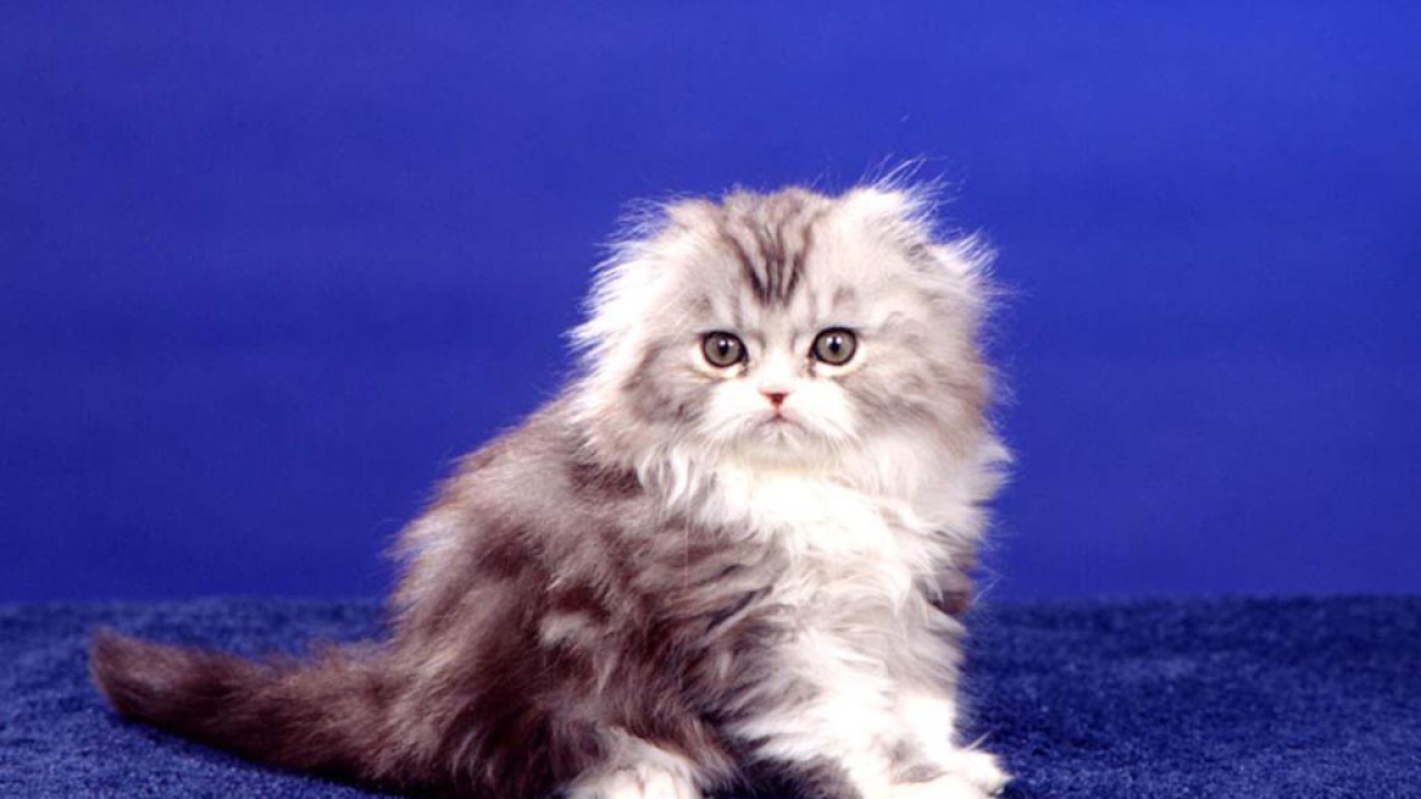 картинки с кошками