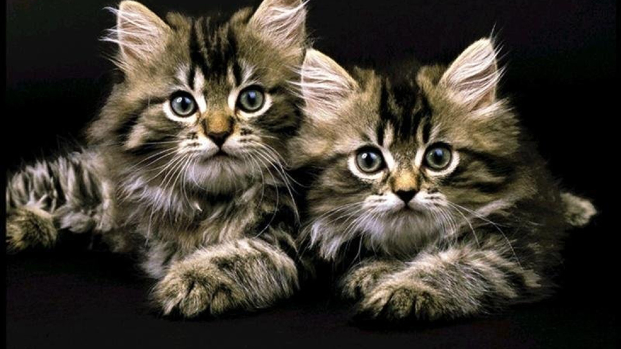 Полосатые кошки