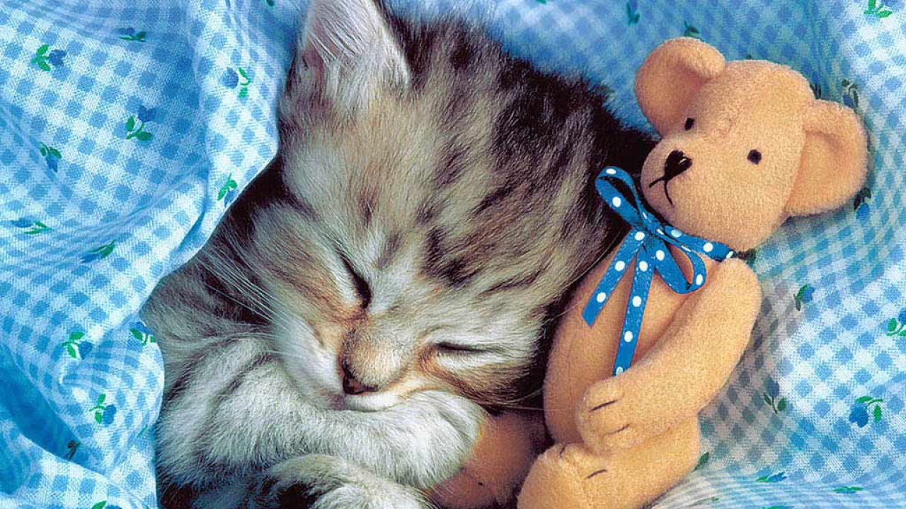 Спящая кошка