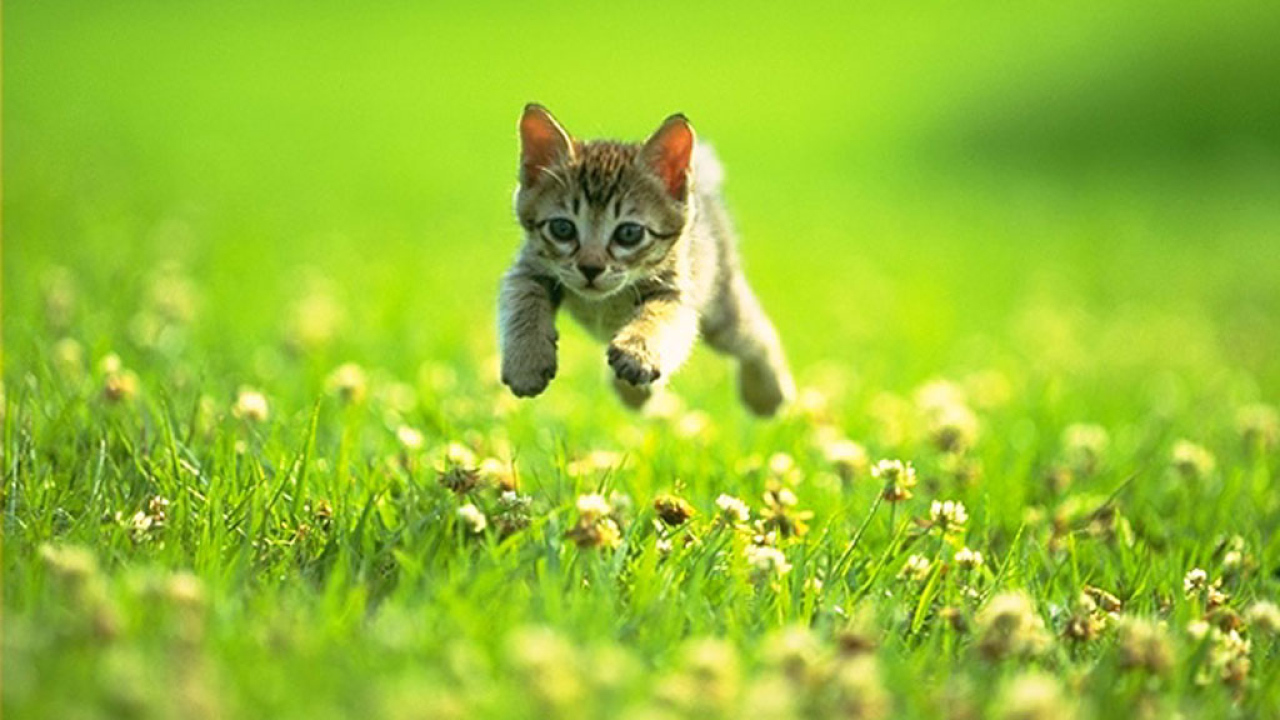 Прыгающий котенок