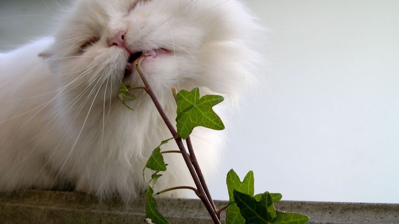 Кот ест растение