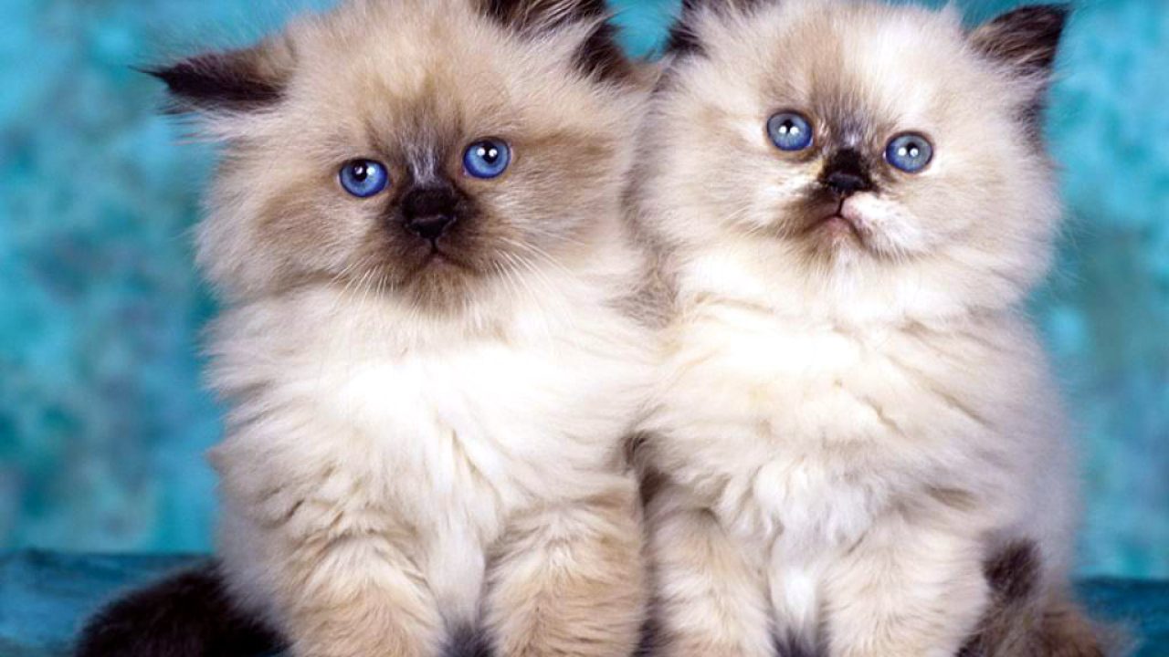 Два глупых котенка