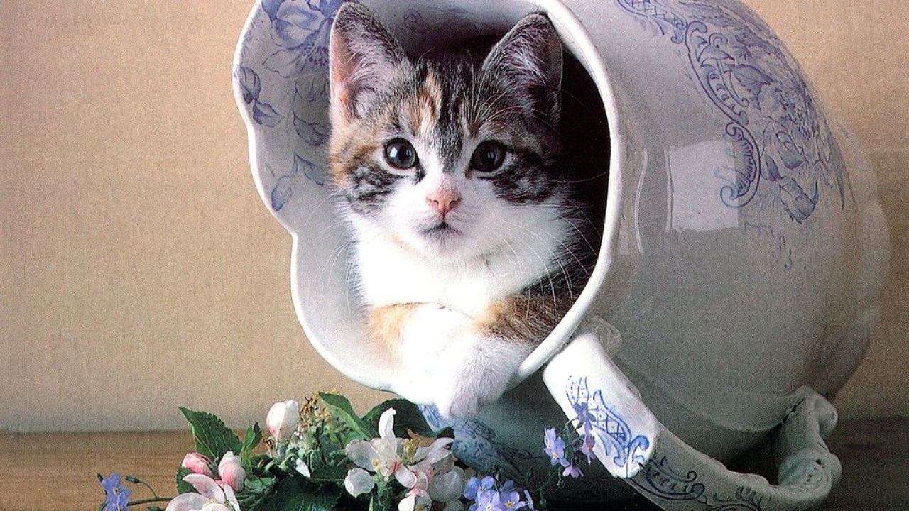 Кошка в вазе