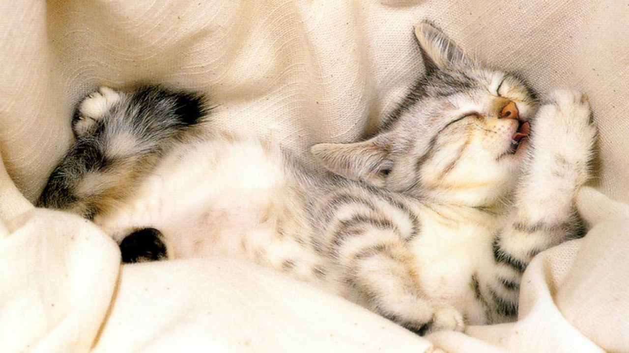 кошка картинка