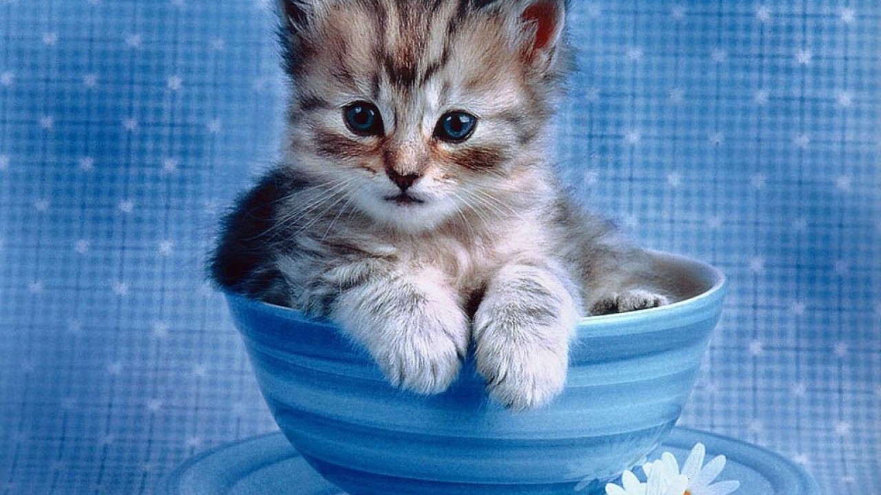 Котик в чашке