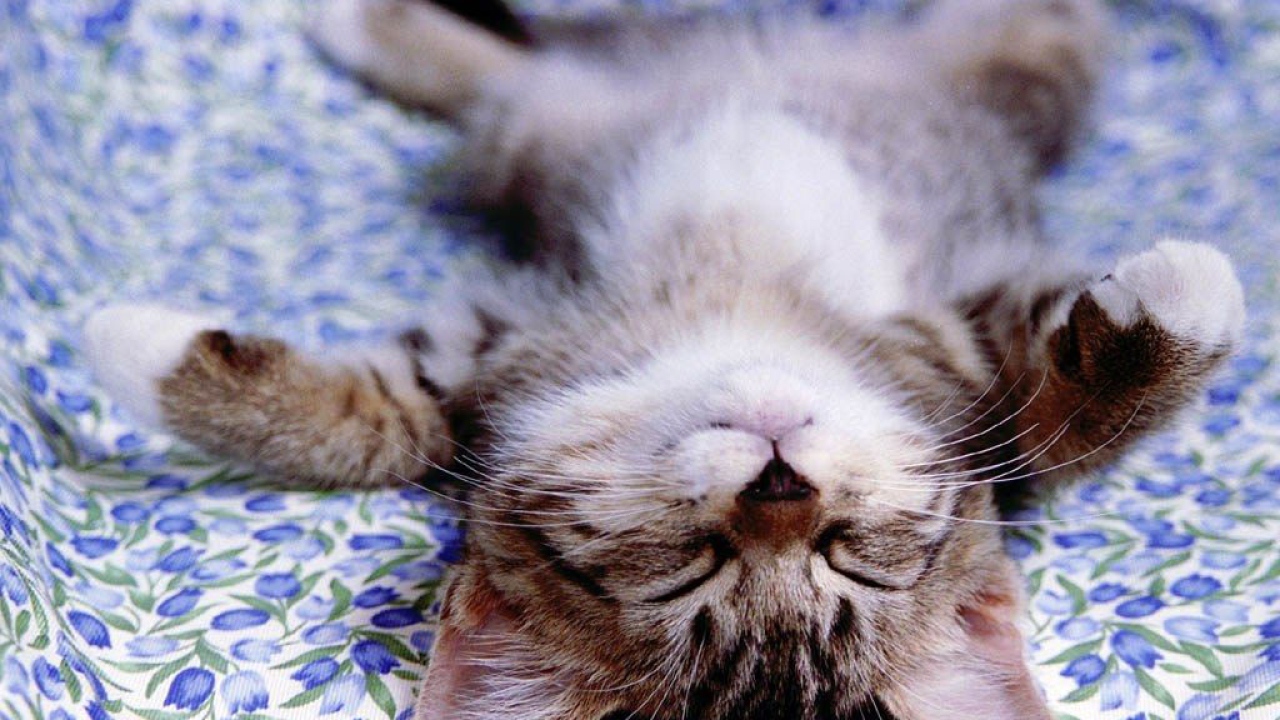 Котёнок лежащий на спине