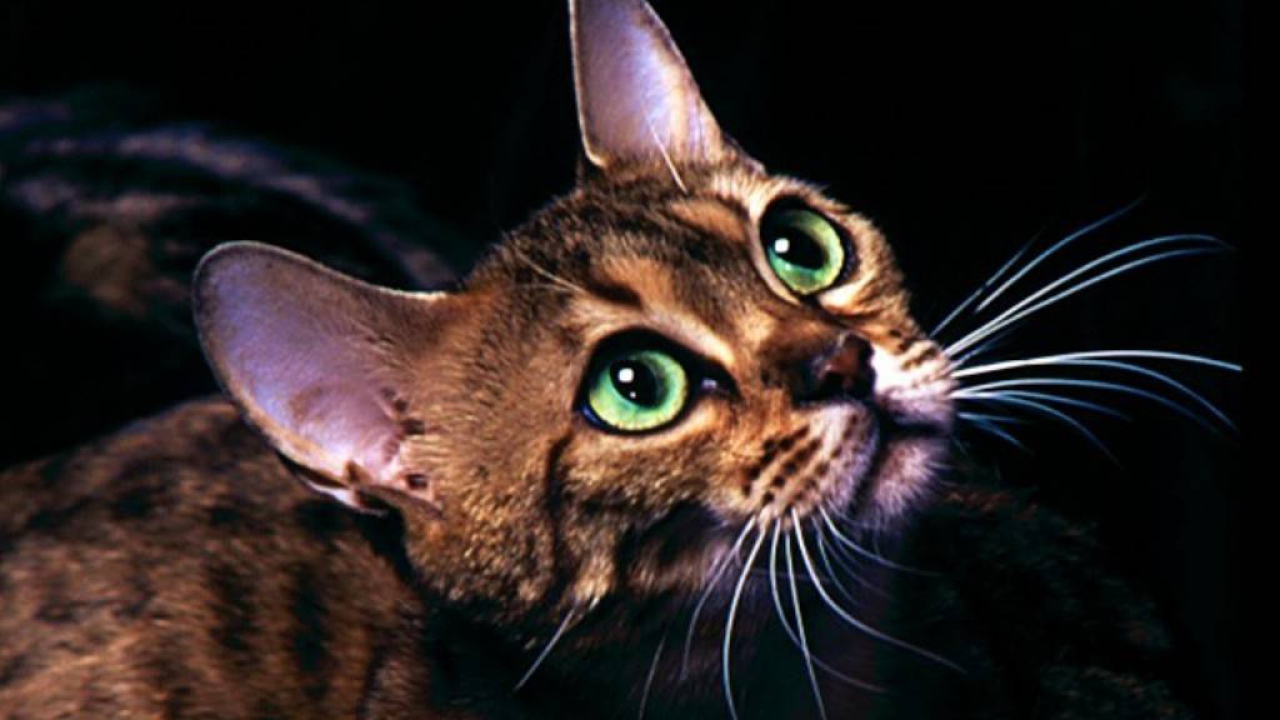 Милая мордочка котёнка