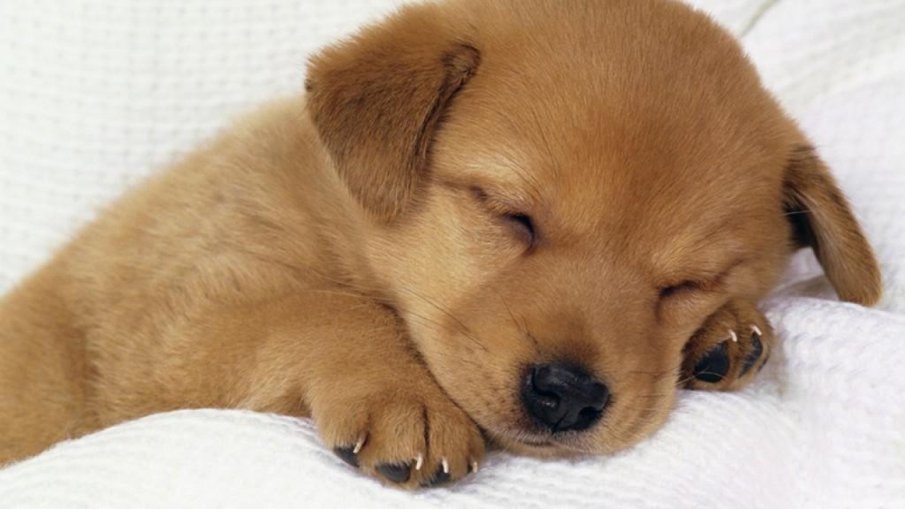 Спящий щенок