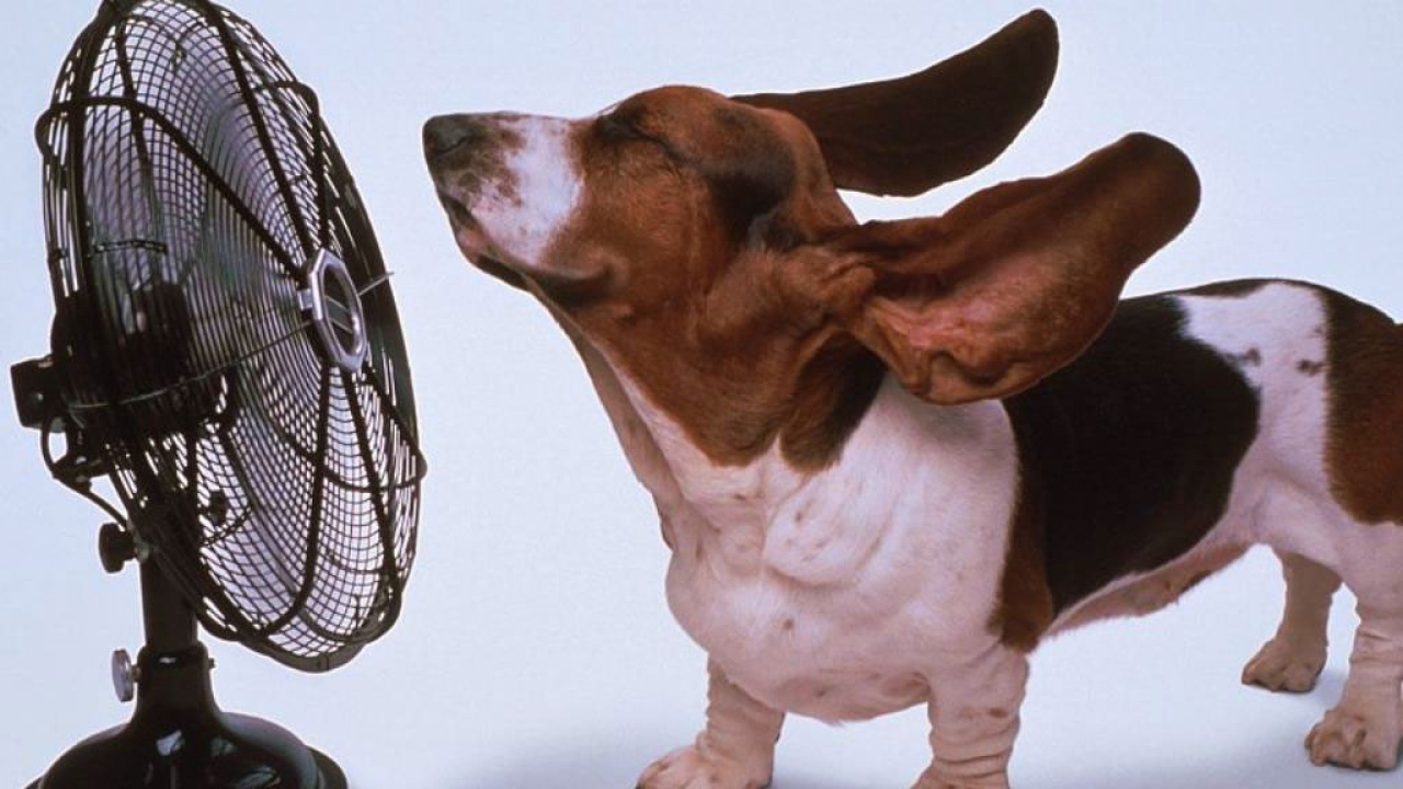 Прикол с собакой