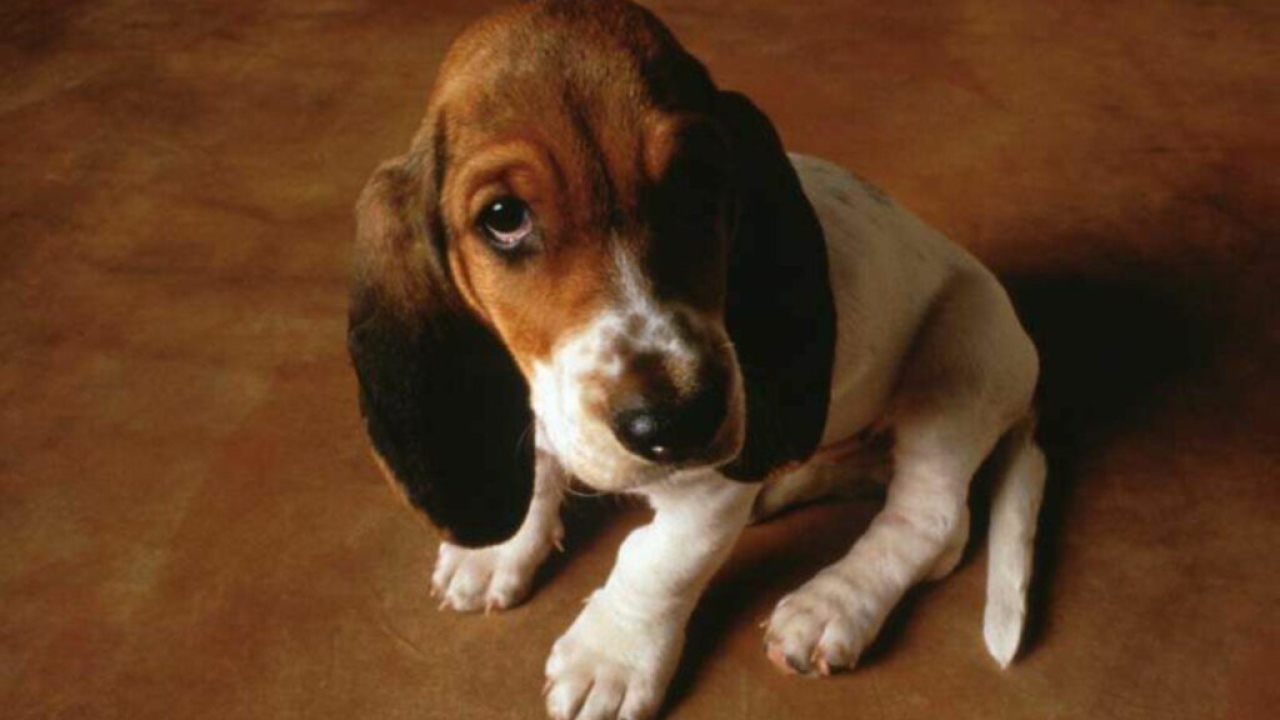 Маленькая собачка