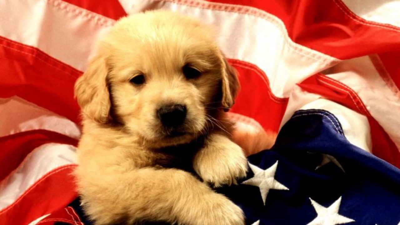 Американский щенок