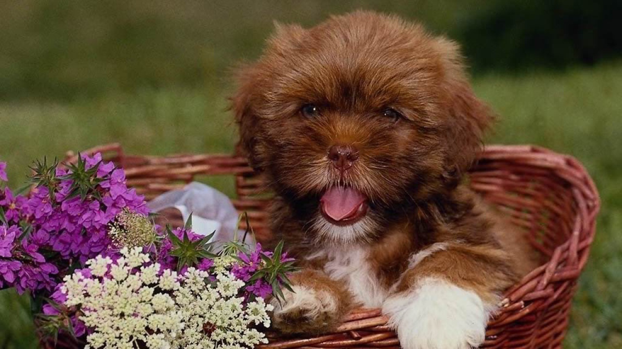 Щенок собаки в корзине