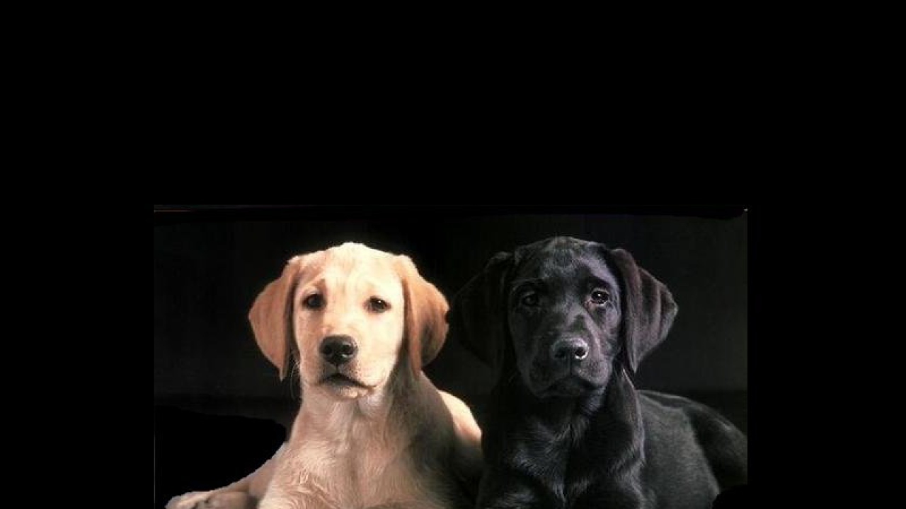 Белый и черный пес