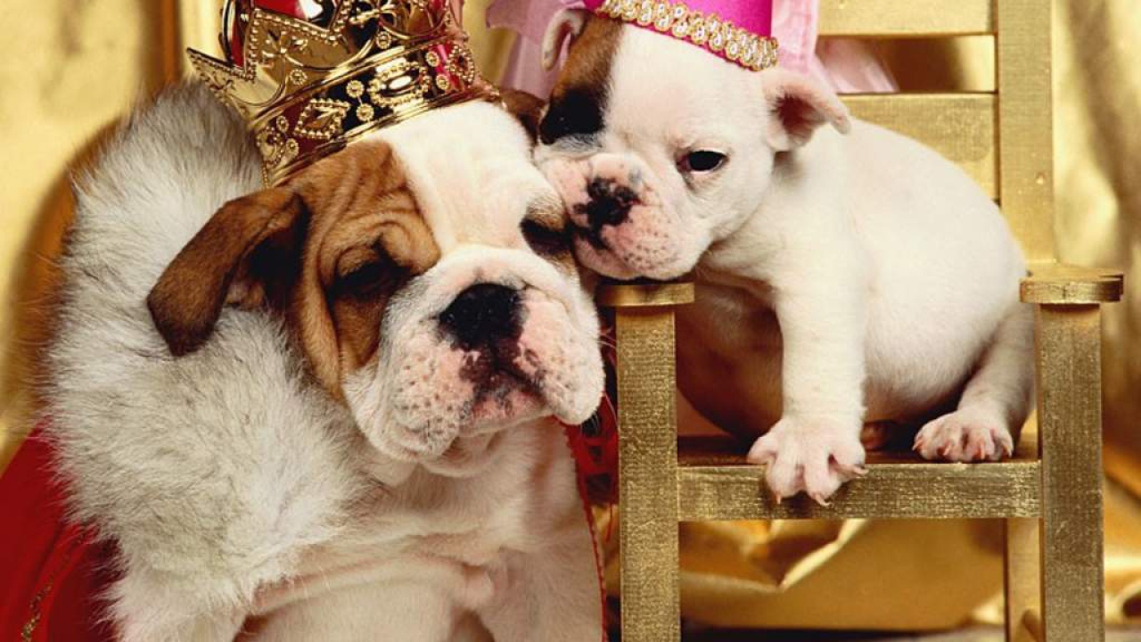 Наряженые собаки