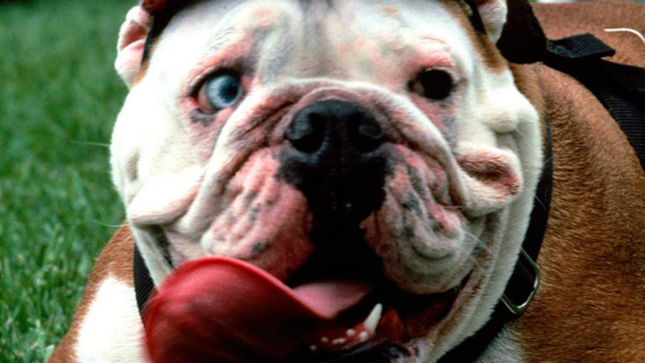 Собака в кепке