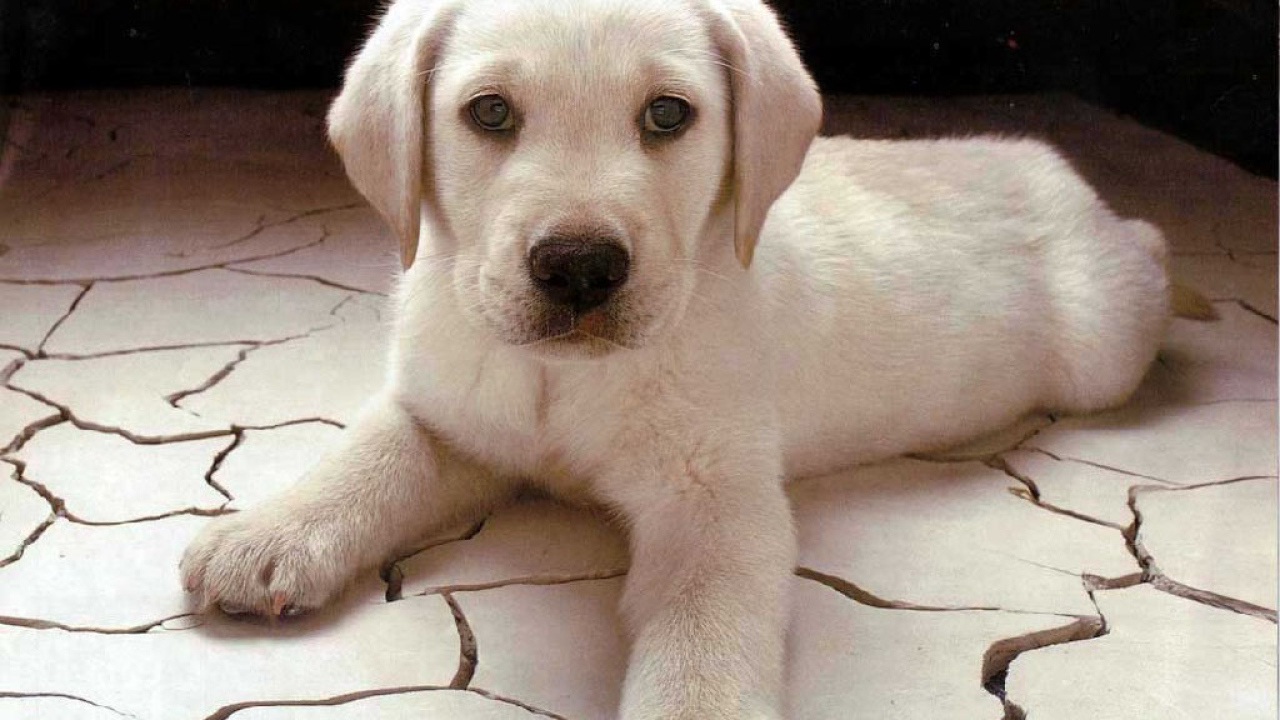 Белый щенок