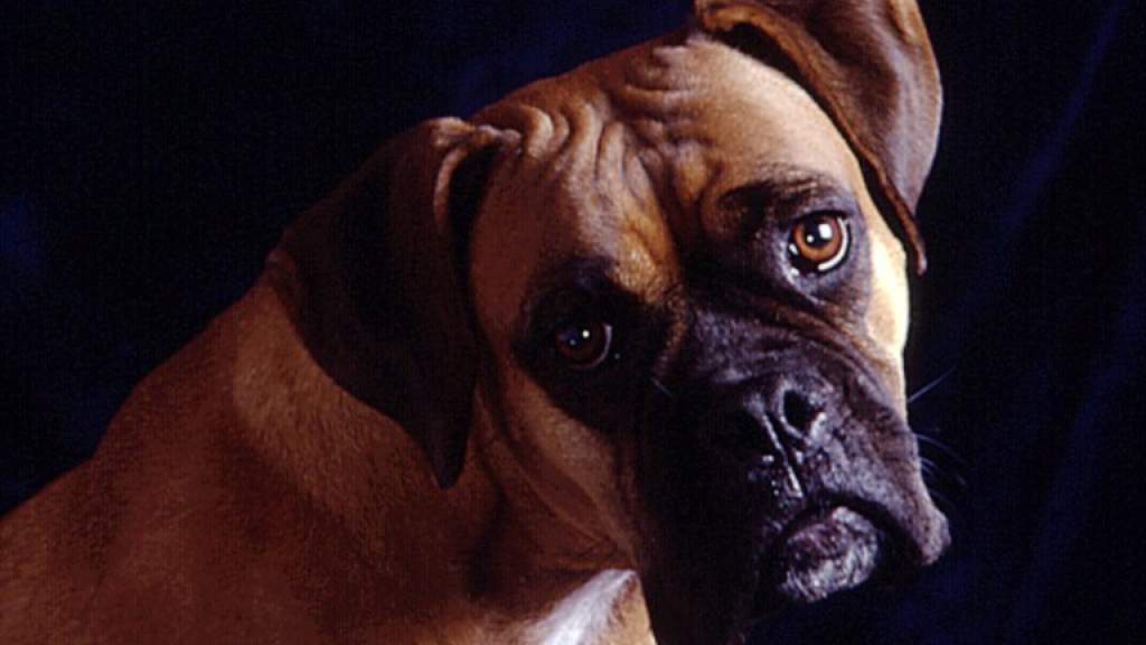 Собака на темном фоне