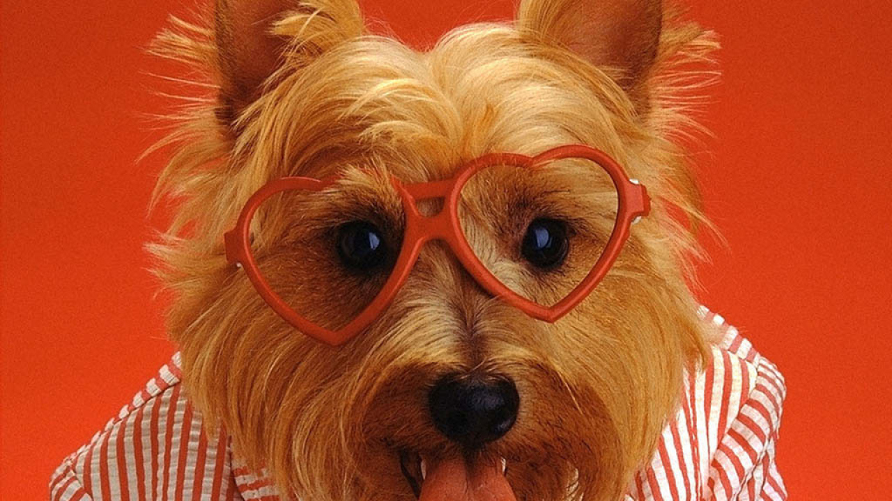 Смешная собака в очках