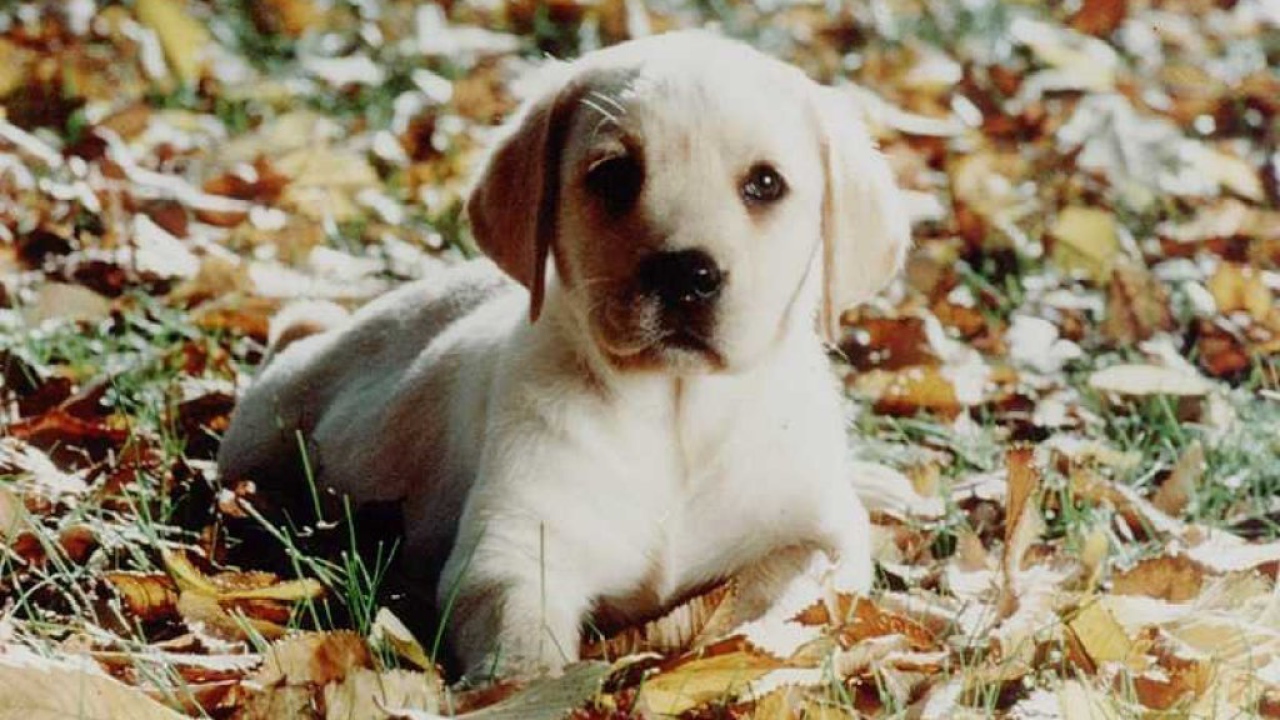 Песик на земле