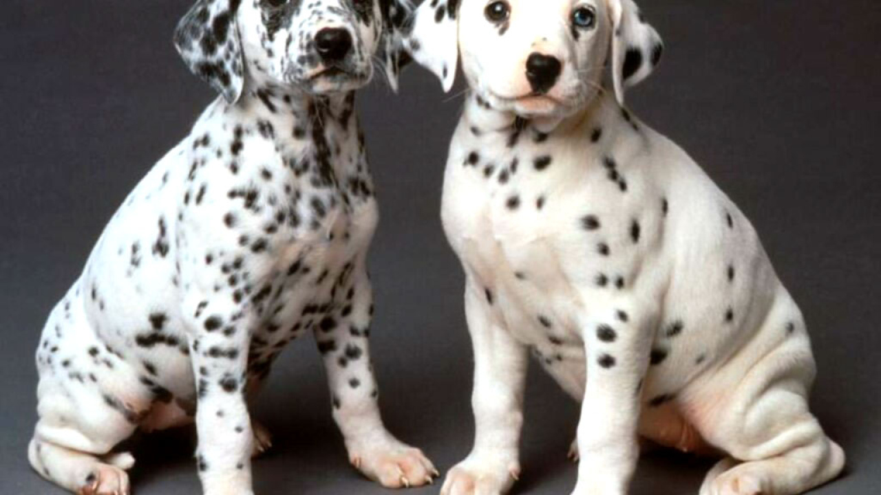 Два долматинца