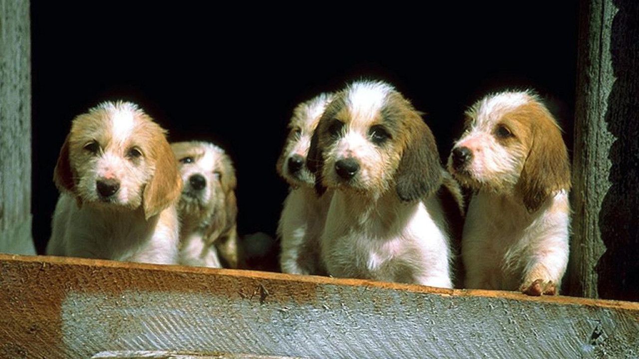 Маленькие щенки