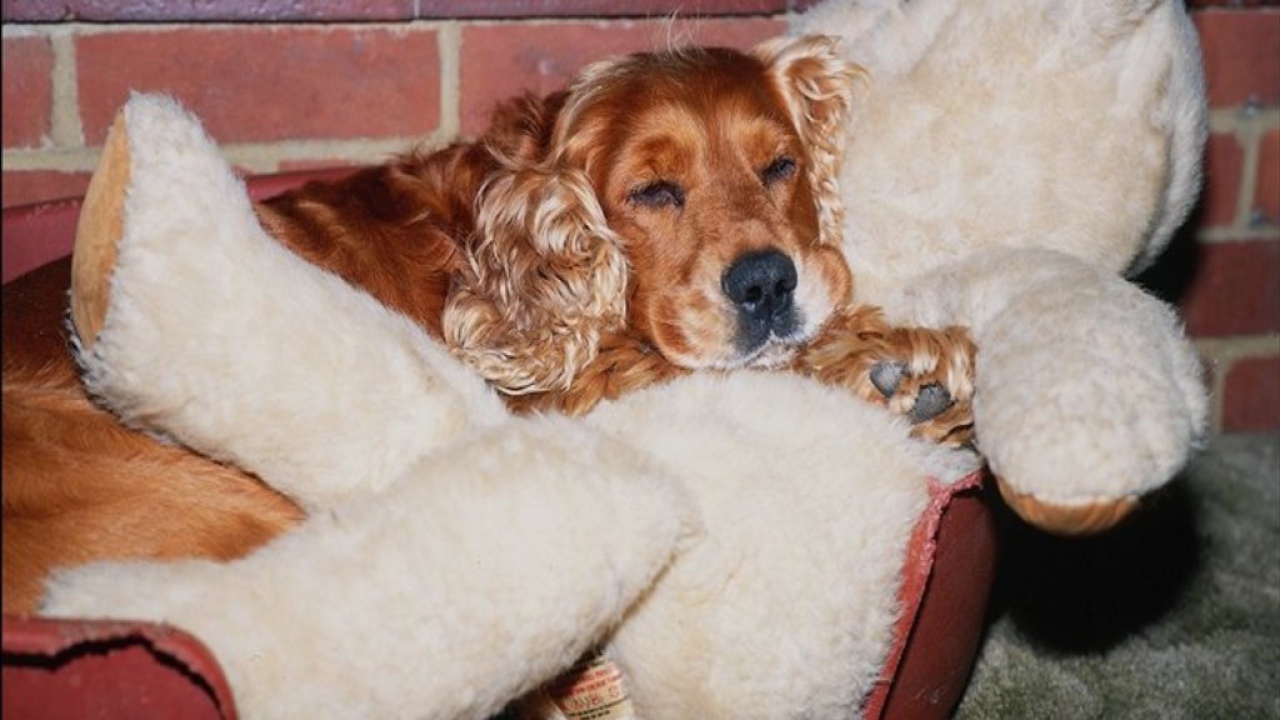 Спаниель с игрушкой