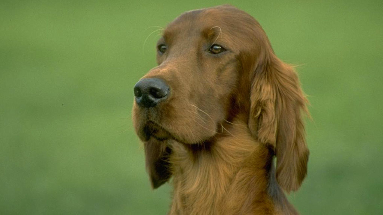 Красивая собака