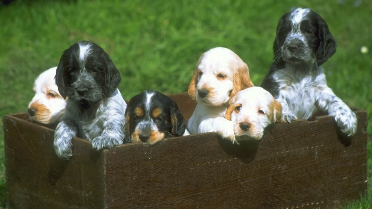 Щенята в ящике