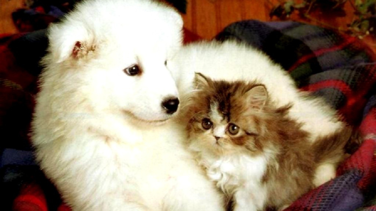 Щенок и котёнок