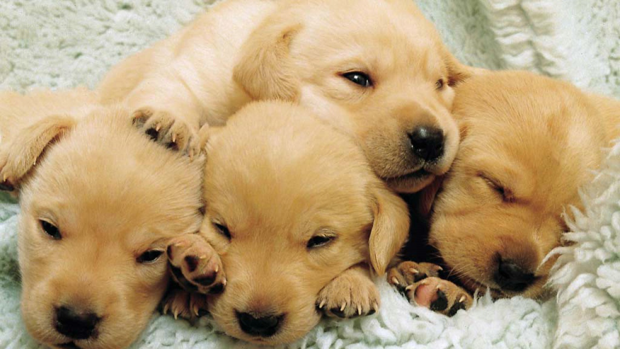 Совсем маленькие щенята