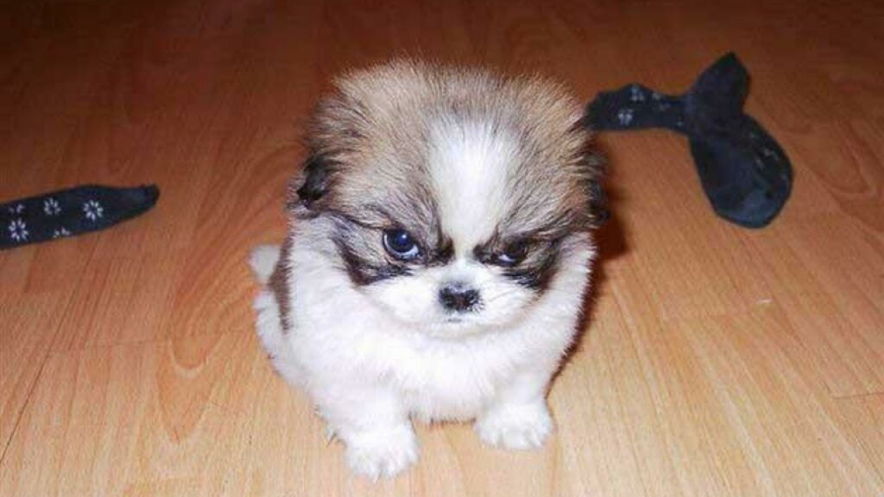 Смешной щенок