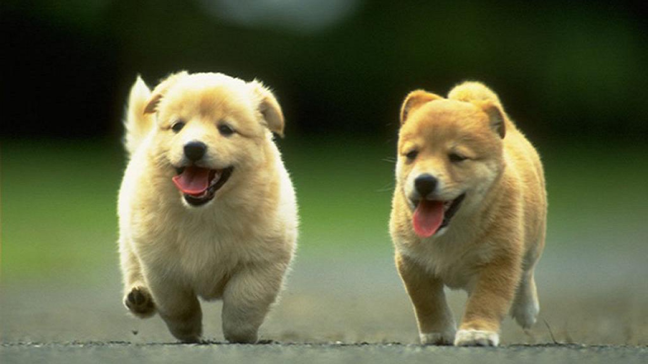 Щенки чау чау