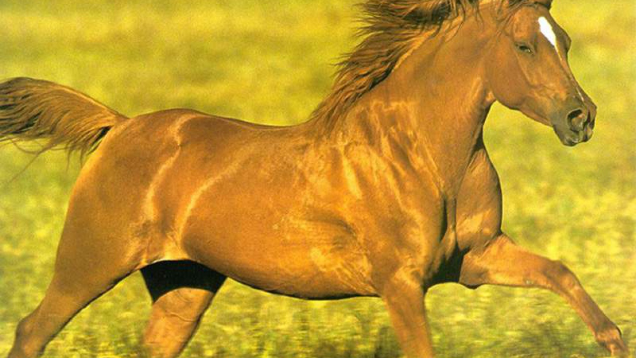 Конь на поле