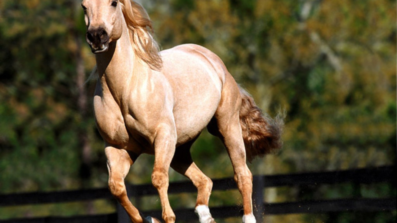 Лошадь на скаку