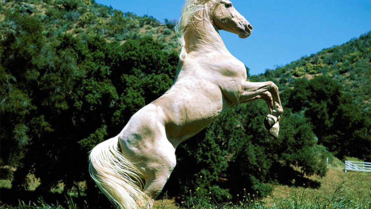 Лошадь на дыбах