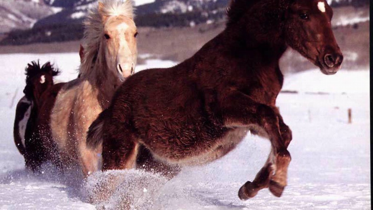 Лошади бегущие по снегу