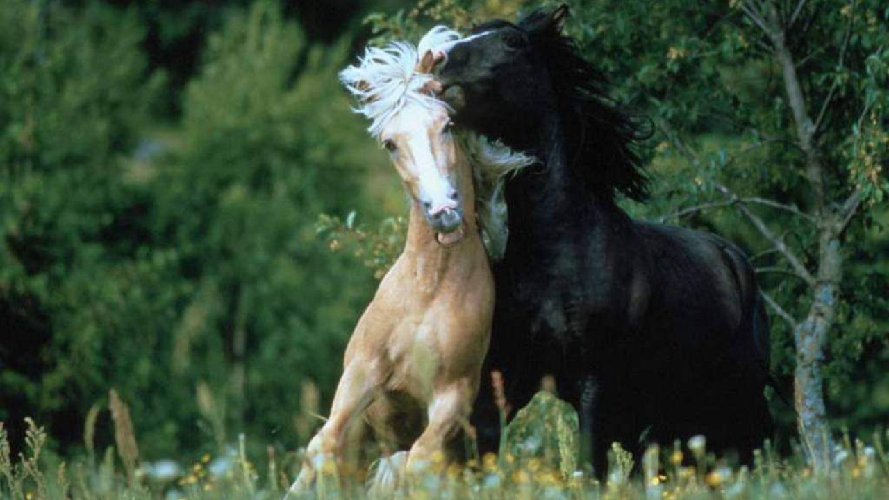 Лошади семейство