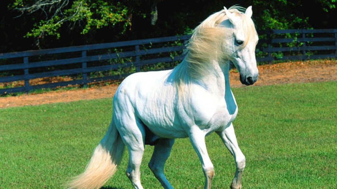 Лучший конь