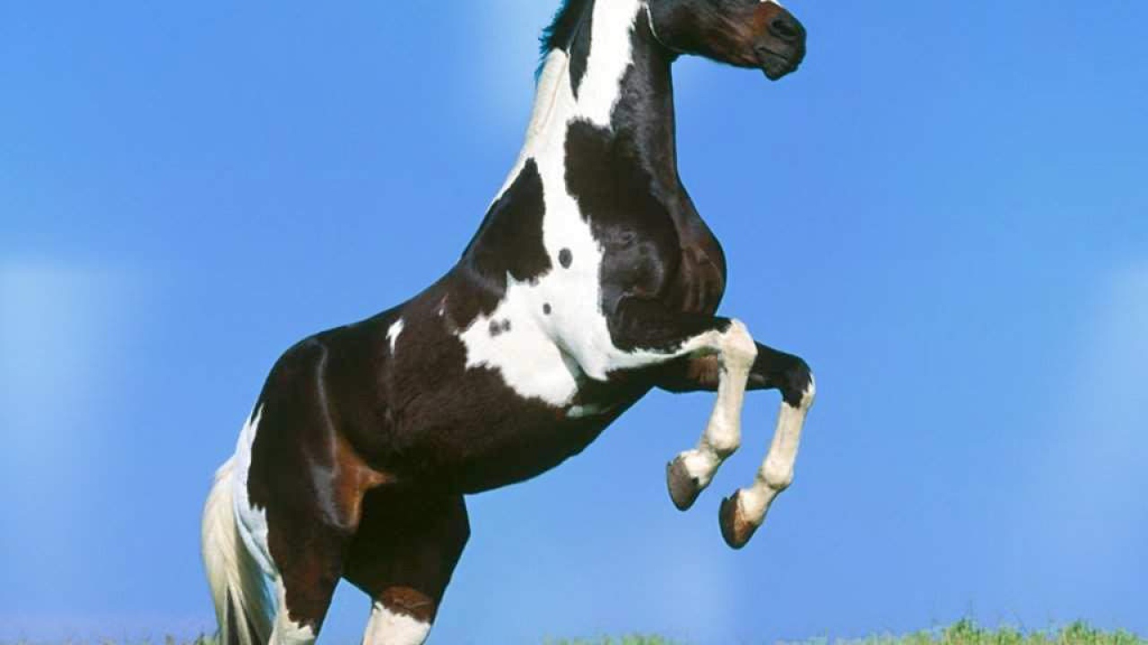 Белая лошадь