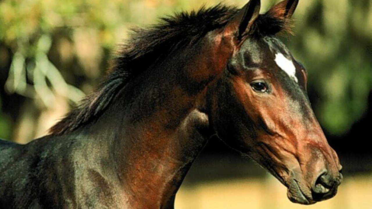 Лошадка с детенышем