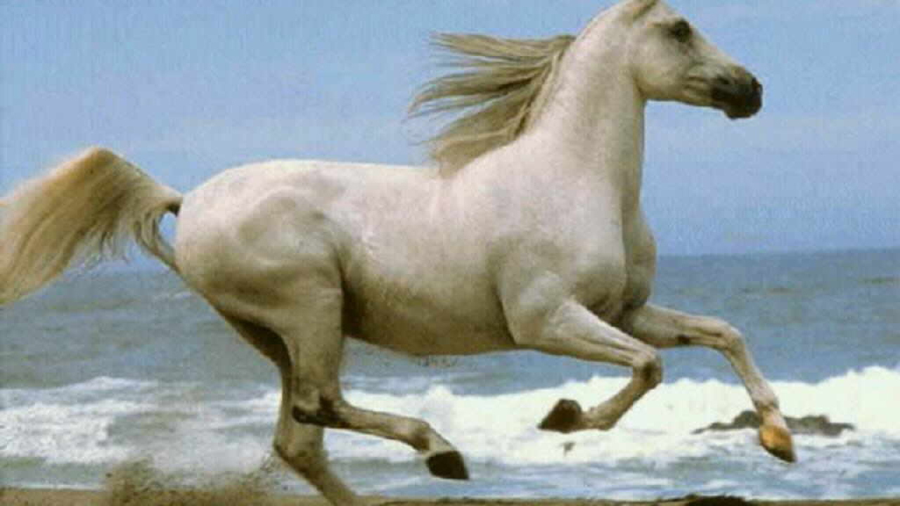 Лошадь в поле