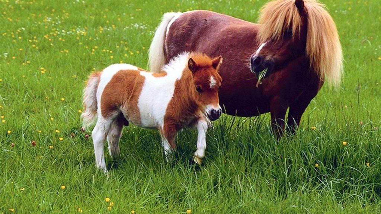 Лошадки Пони