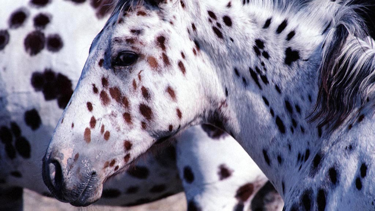 Пятнистые лошади