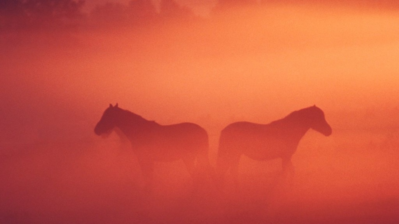 Лошадь жеребенок