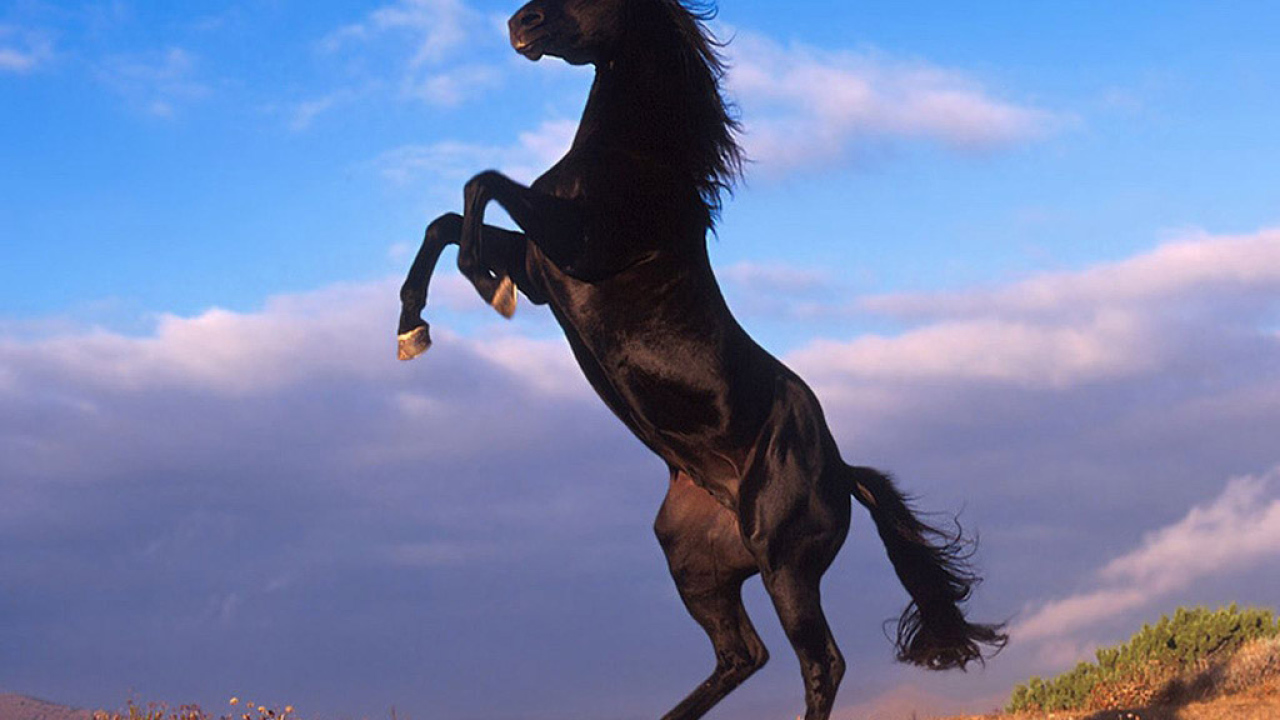 Черный конь