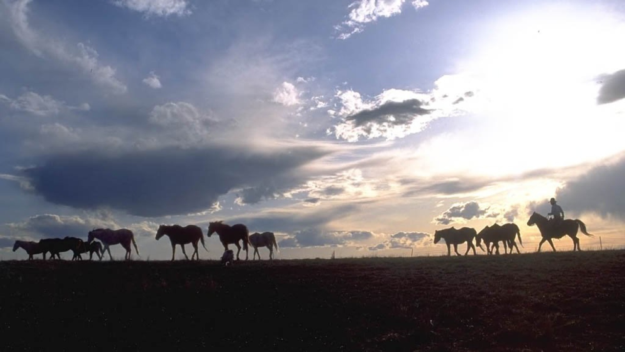 Лошади на природе