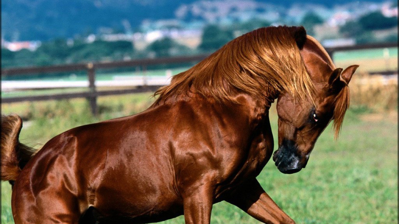 Сильный коричневый конь