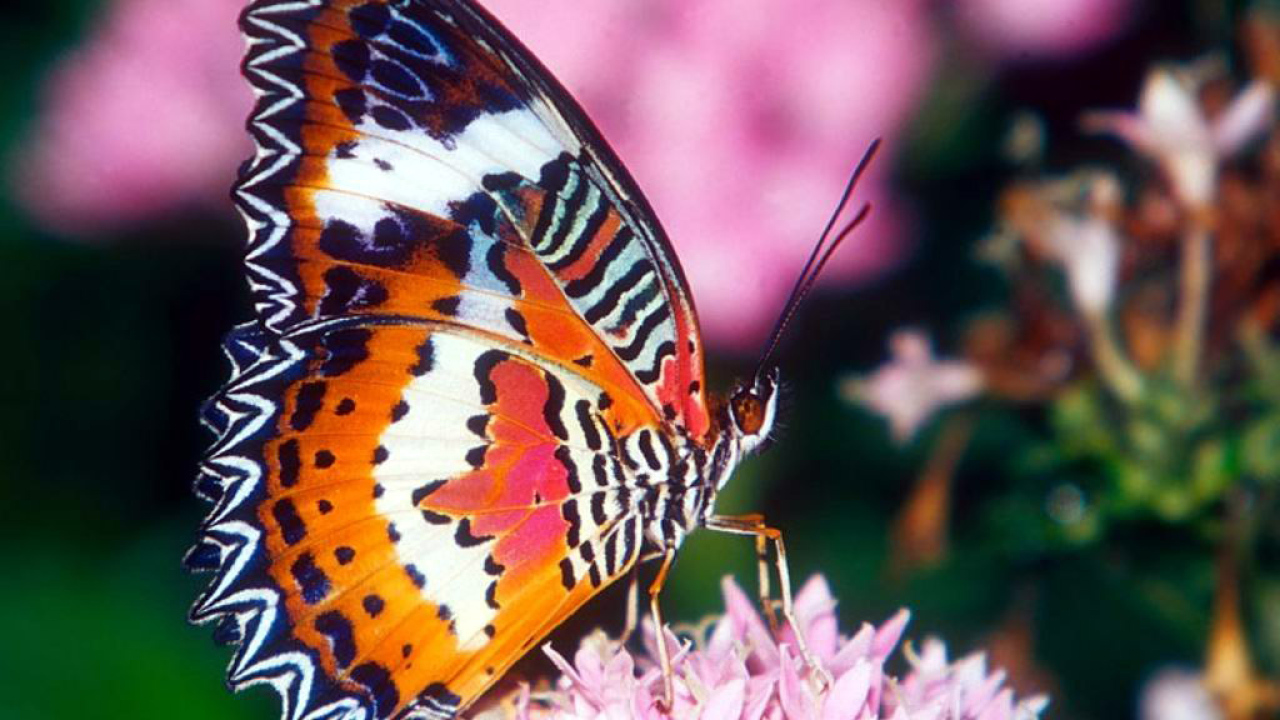 Красивая бабочка